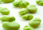 蠶豆是熱性還是涼性？蠶豆是熱性的嗎？