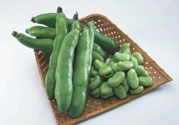 蠶豆是發(fā)物嗎？蠶豆是不是發(fā)物？