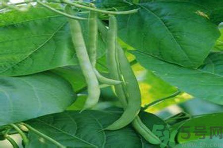 四季豆沒熟吃了會中毒嗎？吃四季豆中毒了怎么辦？