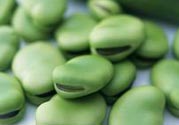 蠶豆病到幾歲會(huì)沒(méi)有？蠶豆病長(zhǎng)大了會(huì)自己好嗎？