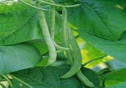 孕婦可以吃四季豆嗎？孕婦吃四季豆好嗎？