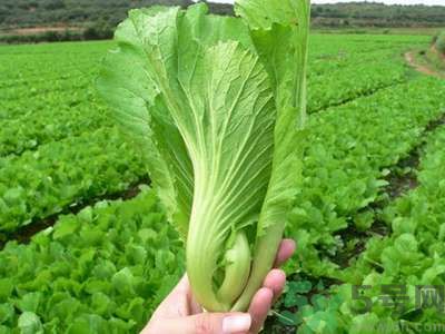 芥菜與鯽魚可以一起吃嗎？芥菜和鯽魚一起吃好不好？