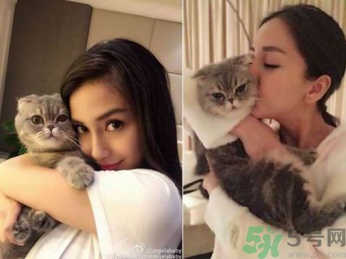 baby養(yǎng)折耳貓反對(duì)結(jié)扎被炮轟沒腦子 折耳貓真的有遺傳疾病嗎？