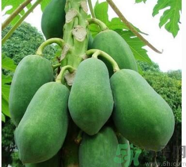 吃青木瓜可以減肥嗎？吃青木瓜有什么好處？