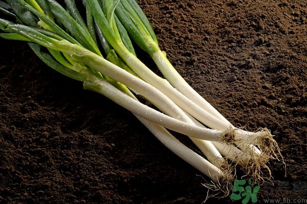 夏天上火能吃蔥嗎？夏天吃蔥會(huì)不會(huì)上火？