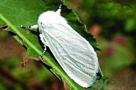 為什么15-25號(hào)不要曬被子？什么是美國(guó)白蛾？