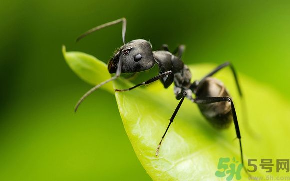 家里有螞蟻怎么辦？驅(qū)除螞蟻的方法是什么？