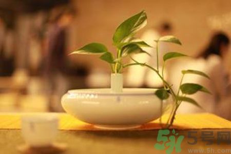 孕婦可以喝米茶嗎？懷孕可以喝米茶嗎？