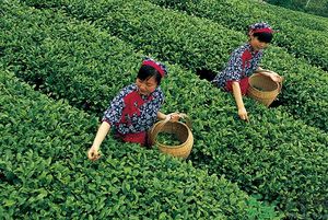女生夏天喝什么茶最好？女生夏天適合喝什么茶？