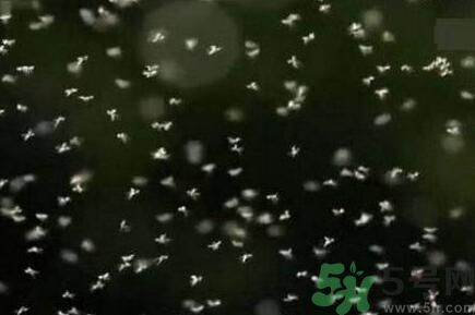 蚊子可以吃嗎？吃蚊子會怎么樣？