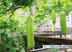 女子打造城市菜園 陽(yáng)臺(tái)可以種什么蔬菜？