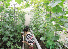 陽臺怎么種蔬菜？陽臺適合種什么蔬菜？