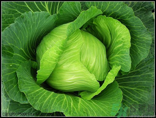 包菜外面的葉子壞了里面還能吃嗎？包菜壞了一部分還能吃嗎？