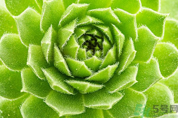 多肉植物需要澆水嗎？多肉植物澆水可以澆到葉子上嗎？