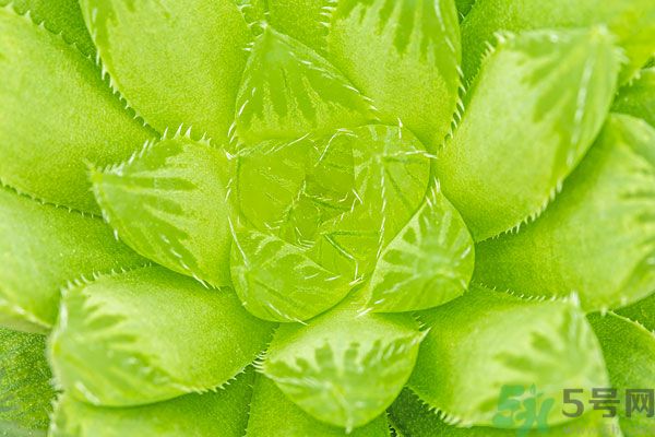 多肉植物需要澆水嗎？多肉植物澆水可以澆到葉子上嗎？