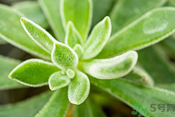 多肉植物需要澆水嗎？多肉植物澆水可以澆到葉子上嗎？