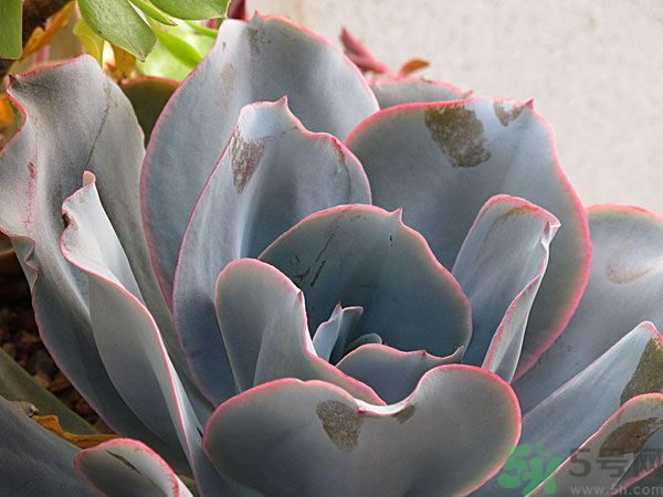多肉植物需要澆水嗎？多肉植物澆水可以澆到葉子上嗎？