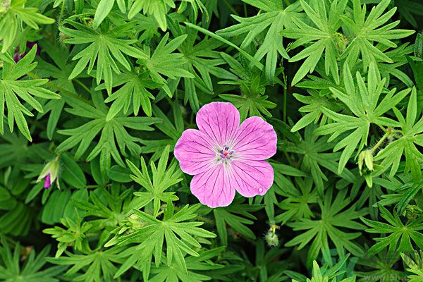 天竺葵有驅(qū)蚊作用嗎？什么植物能驅(qū)蚊子？