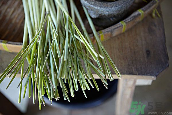 天竺葵有驅(qū)蚊作用嗎？什么植物能驅(qū)蚊子？