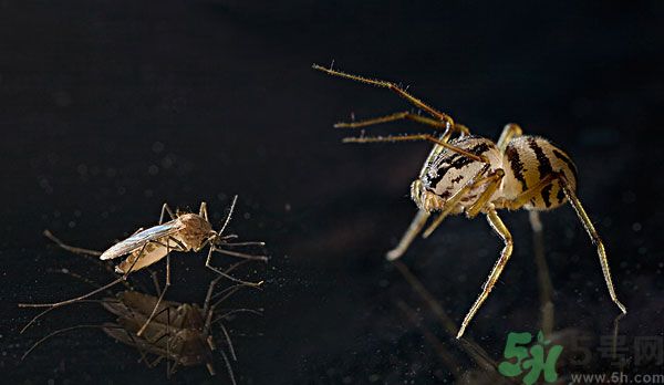 紗窗網(wǎng)密度蚊子能進(jìn)去嗎？紗窗能擋住蚊子嗎？