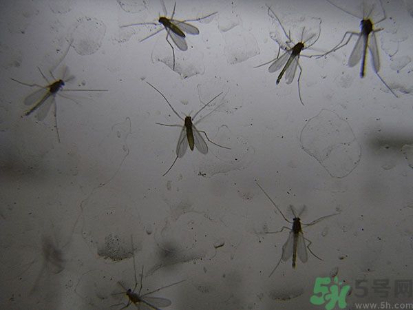 紗窗網(wǎng)密度蚊子能進(jìn)去嗎？紗窗能擋住蚊子嗎？