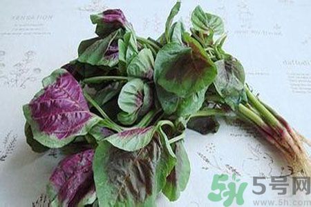 漢菜是熱性還是涼性？漢菜是涼性的嗎？