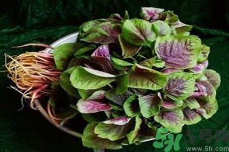 糖尿病可以吃莧菜嗎？糖尿病吃莧菜好嗎？