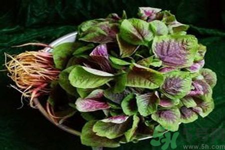 吃莧菜會(huì)皮膚過(guò)敏嗎？吃莧菜皮膚過(guò)敏怎么辦？