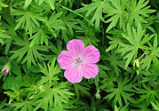 天竺葵有驅(qū)蚊作用嗎？什么植物能驅(qū)蚊子？