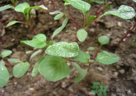 莧菜葉子上有白點是怎么回事？莧菜葉子上有白點可以吃嗎？