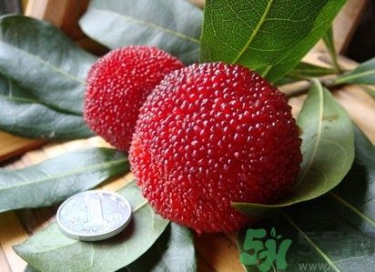 楊梅紅色好還是黑色好？楊梅顏色越深越好嗎？