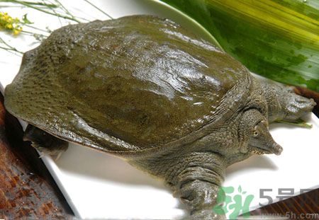 莧菜和甲魚(yú)一起吃會(huì)中毒嗎？吃了莧菜了甲魚(yú)怎么辦？