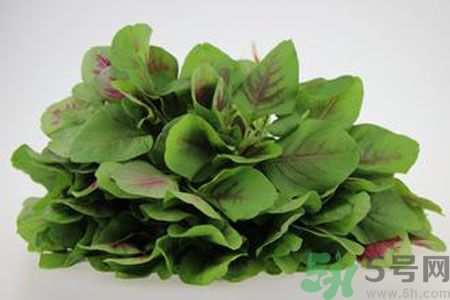 莧菜可以生吃嗎？莧菜生吃了會怎樣？