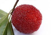 楊梅里面的蟲子能吃嗎？楊梅里面的蟲子吃了會(huì)怎么樣？