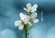 小滿喝什么茶？小滿喝什么茶好？
