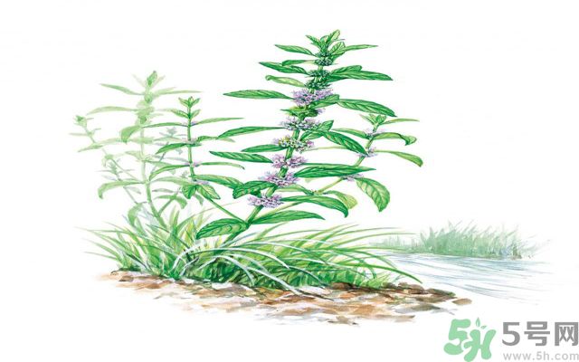 夏天吃薄荷可以解暑嗎？夏天怎么吃薄荷可以解暑？