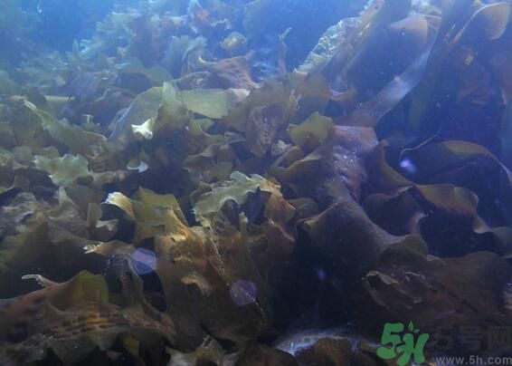 海帶綠色的好還是黃色的好？海帶綠色的比較好嗎？