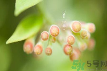 小滿名字的由來？小滿是什么意思？