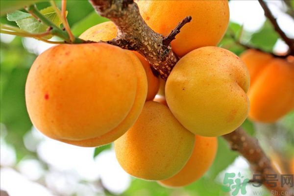 李子皮能吃嗎？李子皮的功效作用