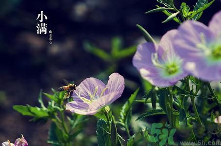 小滿(mǎn)為什么要吃苦？適合小滿(mǎn)吃的苦菜