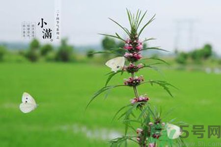 為什么小滿濕氣重？小滿怎么除濕氣？