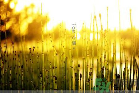 為什么小滿濕氣重？小滿怎么除濕氣？