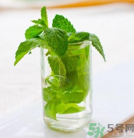  孕婦可以喝薄荷茶嗎？孕婦能喝薄荷泡的茶嗎？