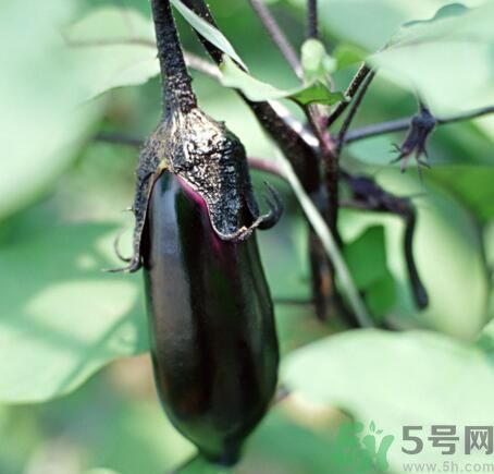 吃茄子會長胖嗎？茄子卡路里高嗎？