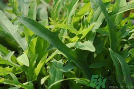 哺乳期可以吃苦菜嗎？哺乳期吃苦菜奶水會變苦嗎？