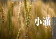 小滿為什么要吃苦？適合小滿吃的苦菜