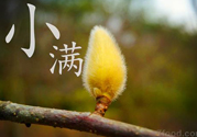 小滿名字的由來？小滿是什么意思？