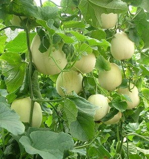 胃炎可以吃甜瓜嗎？胃炎吃甜瓜會(huì)有什么后果？