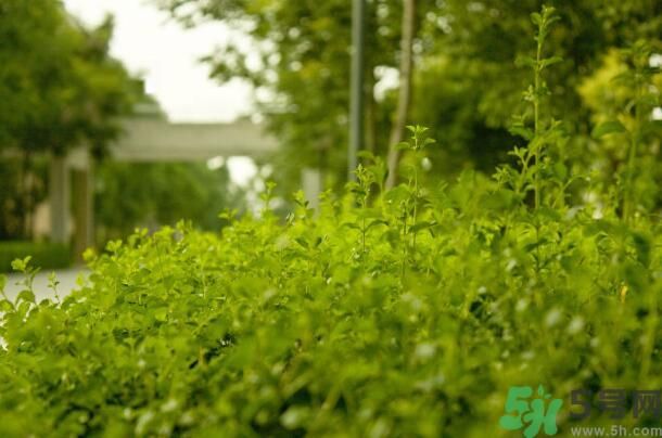 蚊子叮的包過(guò)幾天又癢是為什么？蚊子叮的包過(guò)幾天又癢怎么辦？
