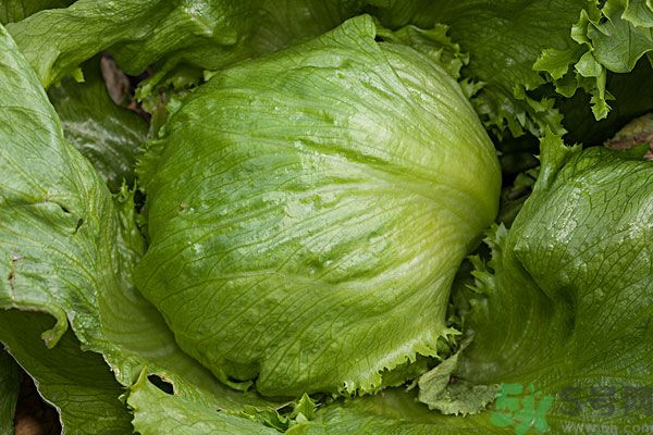 生菜和雞蛋能一起吃嗎？生菜和雞蛋一起怎么做？